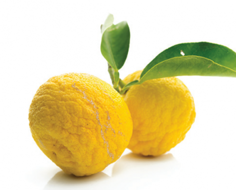 Yuzu (Japanese Citrus)